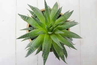 Spring Essentials: It`s all About Aloe Vera