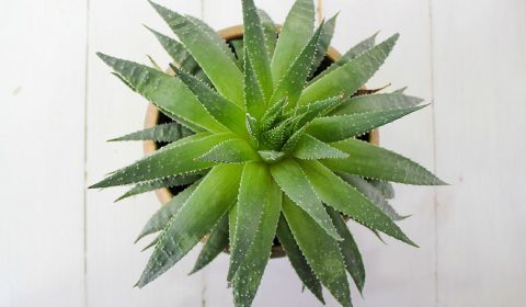 Spring Essentials: It`s all About Aloe Vera